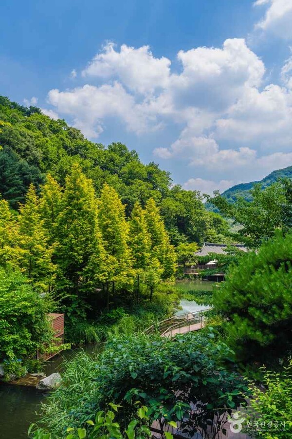 숲 이미지