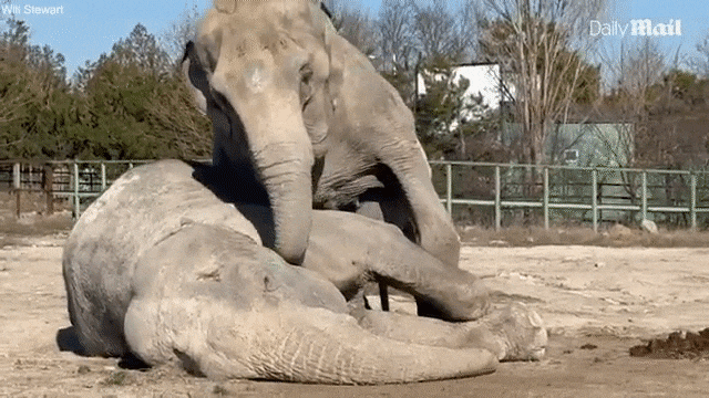 친구 코끼리가 죽자 품에 안고 인사하는 코끼리./데일리메일