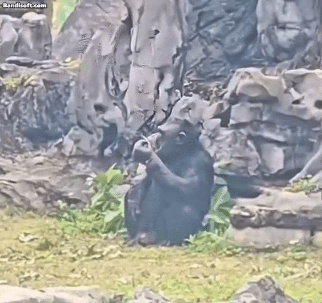 중국 동물원의 침팬지가 흡연하는 모습./시나닷컴