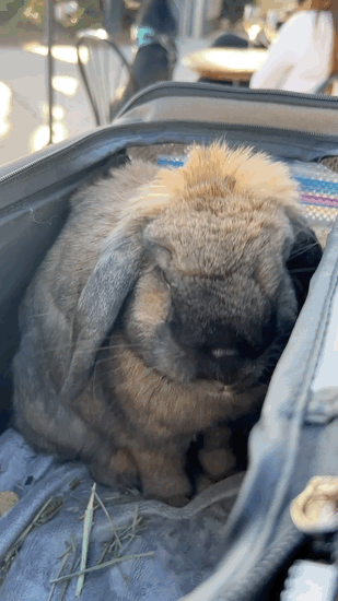 7cef8477c0871b84239b8e964f9c706b2fcac225569b645243a63e4b3a2e50dd8c4c1ff16ad8a2f97a5f15debd8ef29cf9509ea8c648