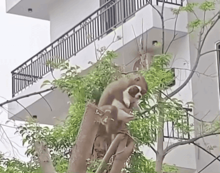 주택가에 원숭이 한마리가 나타나 강아지를 팔에 안고 나무 꼭대기에 올라 이리저리 이동하고 있다./영상=docnhanh