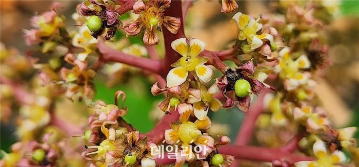 (주)망고로 이미지