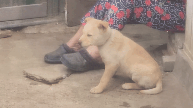 지난해 4월 8일 비키의 목줄을 매만지던 견주가 비키를 옆으로 밀쳐내는 모습. 제보자 제공