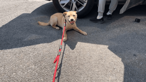 지난해 6월 26일 동물단체 위액트가 견주의 자택에서 비키를 구조했다. 활동가들이 부르자 꼬리를 흔들며 다가오는 비키의 모습. 위액트 제공