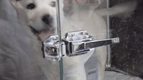 지난 5일 개st하우스팀은 로얄동물메디컬센터를 방문해 입원 중인 타이탄을 만났다. 최민석 기자