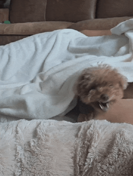 집에서는 아빠를 지키는 '뚜기' (한지혜 씨 제공) ⓒ 뉴스1