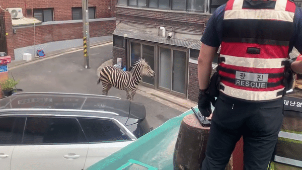 4살 수컷 그랜트 얼룩말 '세로'가 2023년 3월 23일 서울 광진구 서울어린이대공원을 탈출해 인근 주택가와 도로 등을 3시간 활보한 끝에 생포됐다. /영상=독자 제공
