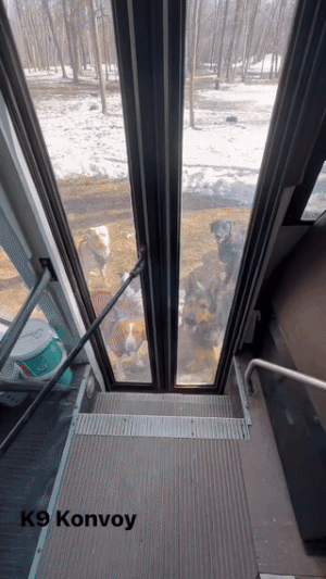 개 공원에서 놀다 귀가하기 위해 버스에 올라타는 개들. K9 콘보이 틱톡