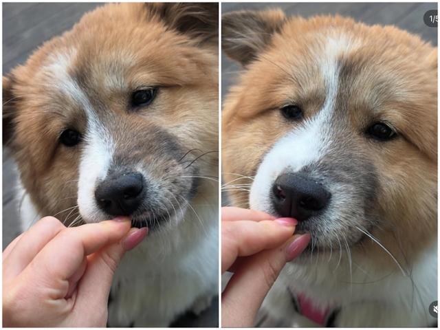 산책, 장난감, 간식, 사람, 개 친구를 좋아하는 빵떡이. 티비티레스큐 제공