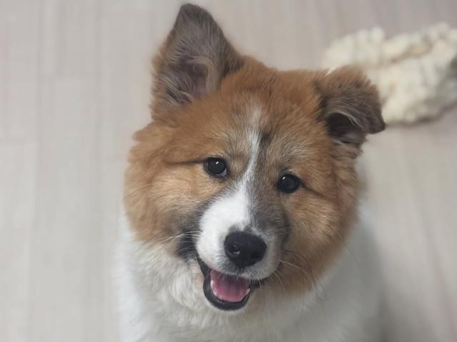 빵떡이는 이제 유치가 빠지고 귀가 서는 등 조금씩 성장하고 있다. 임시보호자는 빵떡이가 성장하는 모습을 함께할 평생 가족이 빨리 나타나면 좋겠다고 한다. 티비티레스큐 제공