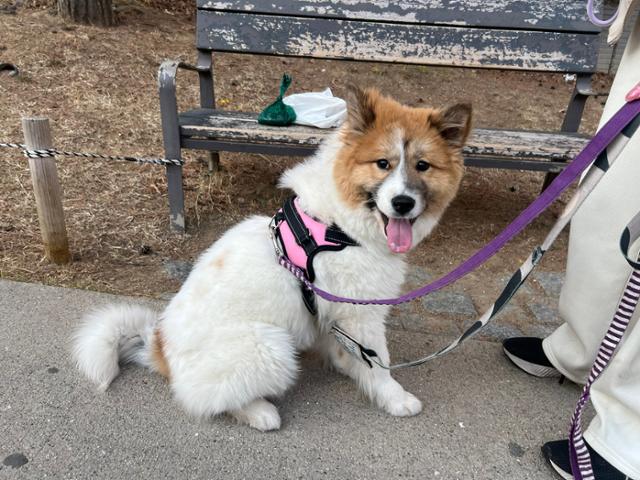 분리 불안도 없고 뭐든 빨리 배우는 빵떡이. 고은경 기자