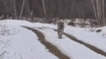 러시아 프리모리예 지역의 한 남성과 마주친 시베리아 호랑이. /데일리메일