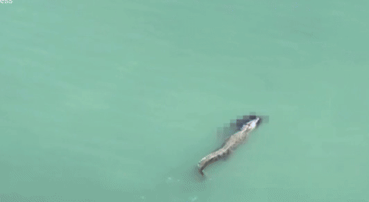 (사진=소셜미디어) *재판매 및 DB 금지