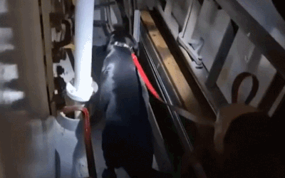 선박 내부를 수색하는 마약탐지견. 동해지방해양경찰청 제공, 연합뉴스