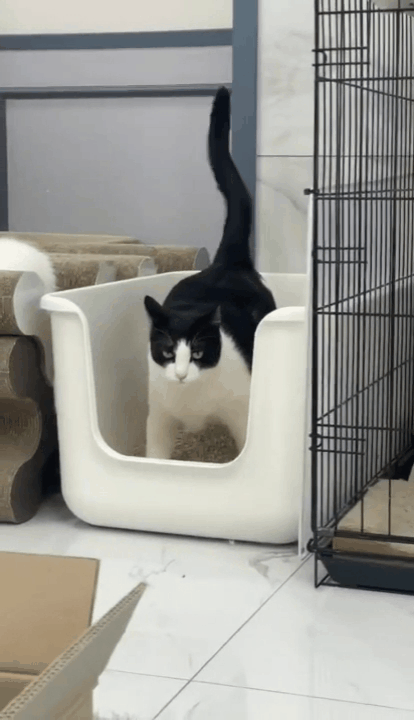 고양이가 배뇨 시 꼬리를 떠는 행동은 자연스러운 현상이다. (나비야사랑해 제공) ⓒ 뉴스1