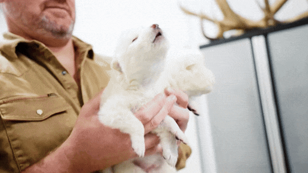 다이어울프 DNA를 기반으로 유전자를 편집해 태어난 늑대 로물루스와 레무스. 사진=Colossal Bioscience