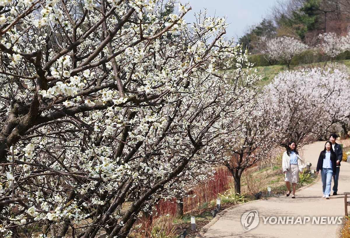만개 이미지