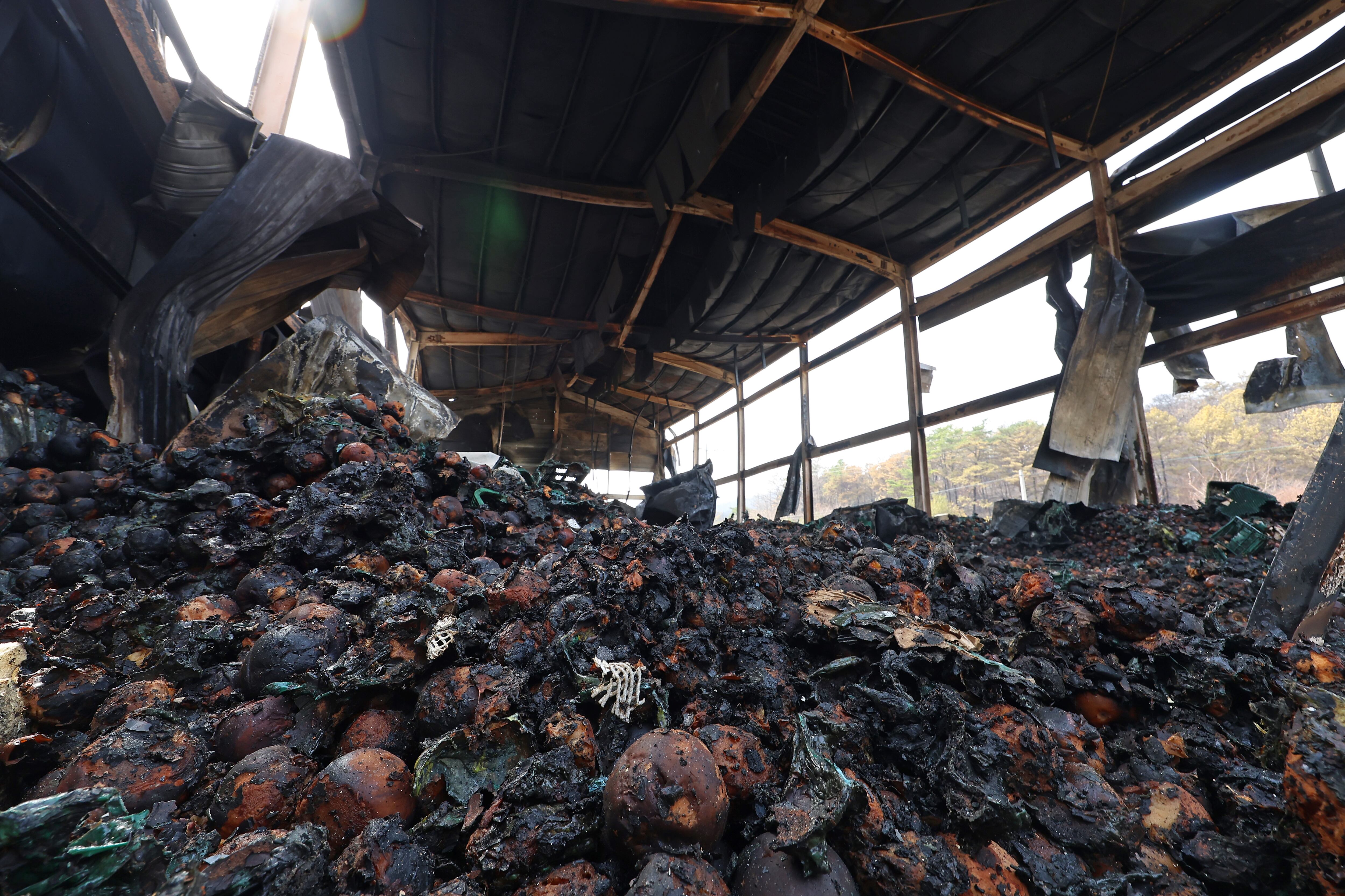 지난 3월 25일 경북 의성군 의성읍 중리리의 불에 탄 사고창고에 불에 탄 사과들이 흐트러져 있다. /연합뉴스