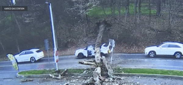 지난 7일(현지 시각) 미국 펜실베이니아주에서 거대한 나무가 도로 위 차량을 덮치는 사고가 발생했다. 사진= 카르고 주유소/CBS 뉴스 캡처