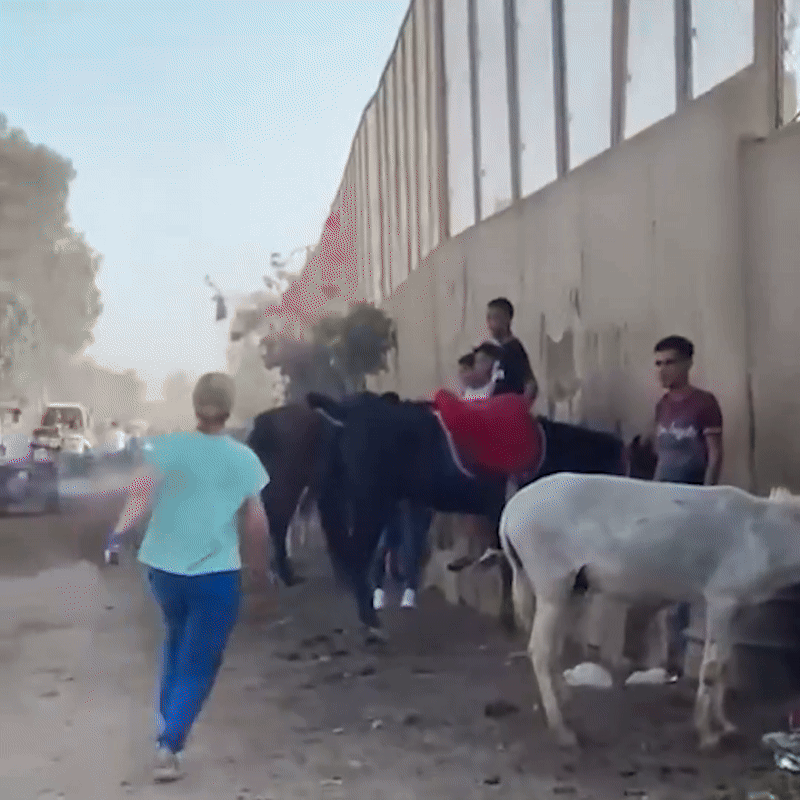한 여성이 당나귀에게 채찍질을 한 남성에게 달려들어 주먹을 여러 번 날리고 있다. 출처=굿 카르마 생츄어리 인스타그램