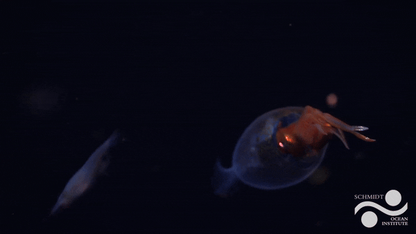 영상=미국 슈미트 해양연구소