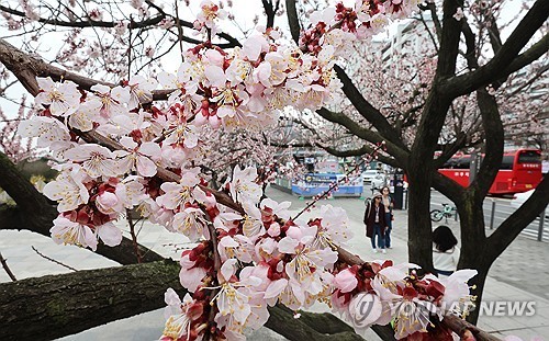 도화주 이미지