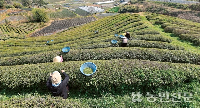 보성춘파다원 이미지