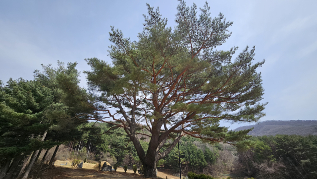 정선 이미지