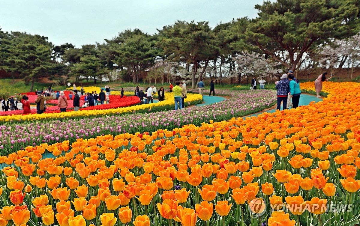 튤립 이미지
