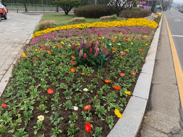 봄꽃처럼 이미지