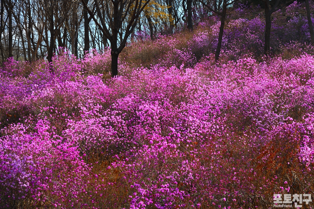 꼬시조아 이미지
