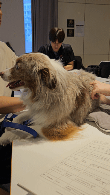 침치료인증수의사 수업이 22일 서울 강남구 VIP동물한방재활의학센터 by Dr. 신사경에서 열렸다. ⓒ 뉴스1 최서윤 기자