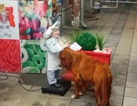 ⓒ틱톡 'vesnavukojevic'