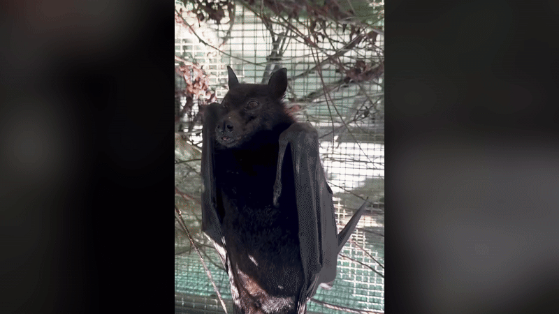 말레이왕박쥐가 입을 쩍 벌리고 있다. 거꾸로 매달린 작은날여우박쥐가 날개를 웅크렸다 피고있다. /페이스북 @Lubee Bat Conservancy