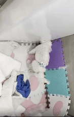 입원 치료하며 스스로 일어설 수 있었으나 벽에 머리를 누르는 헤드 프레싱 증상을 보이는 설이(로얄동물메디컬센터 제공) ⓒ 뉴스1