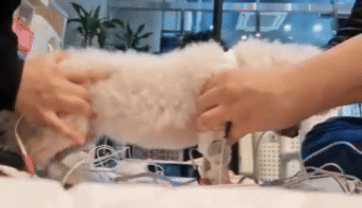 재활치료를 받고 있는 설이(로얄동물메디컬센터 제공) ⓒ 뉴스1