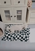 신경증상 없이 정상 보행하는 설이(로얄동물메디컬센터 제공) ⓒ 뉴스1