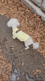 산책 등 평범한 일상생활을 누릴 수 있게 된 설이(로얄동물메디컬센터 제공) ⓒ 뉴스1