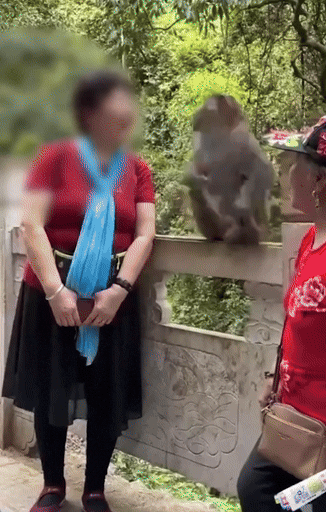 원숭이가 여성의 가발을 벗기는 모습. X(트위터) 캡처