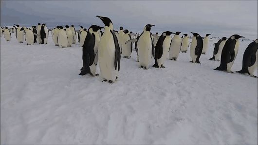 남극의 아이콘 황제펭귄. [사진=정종오 기자]