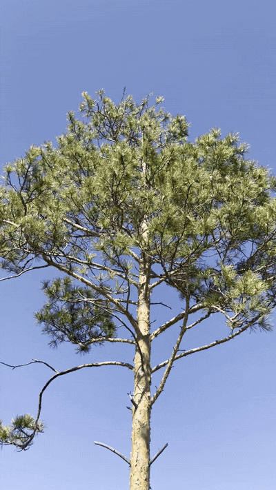 [토진나르스(몽골)=뉴시스] 지난 17일 한국 유한킴벌리가 몽골 토진나르스에 조성한 '유한킴벌리 숲'에서 화마를 이겨낸 나무의 모습. 2025.04.22.  *재판매 및 DB 금지