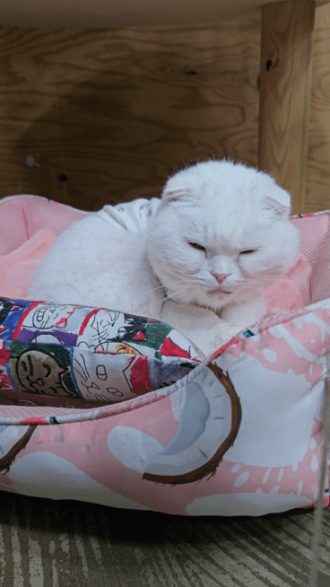 장경미 세계로동물의료센터 원장에게 진료를 받은 고양이가 편안한 상태로 쉬면서 눈키스를 하고 있다. ⓒ 뉴스1 최서윤 기자