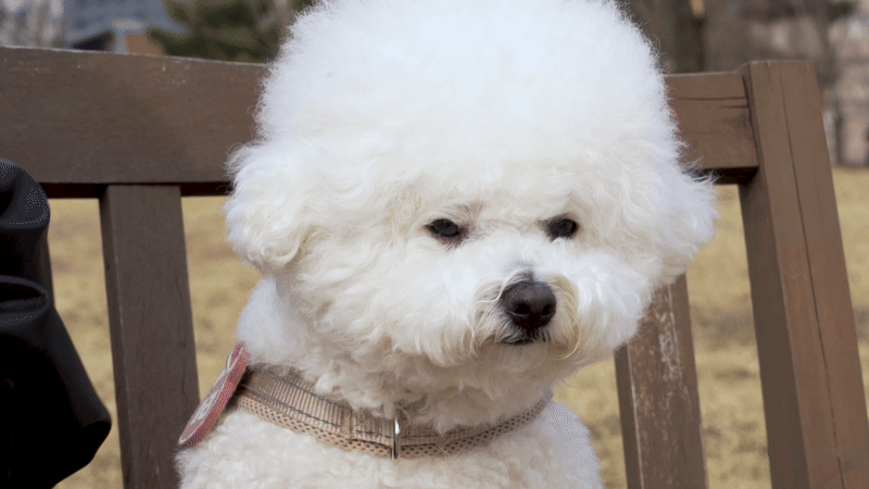 자신의 이름을 부르자 해맑게 웃는 마리의 모습. 늘 웃는 표정을 짓고 있어 매력적이다. 최민석 기자