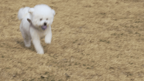 공을 좋아해 신나게 뛰어노는 마리의 모습. 최민석 기자