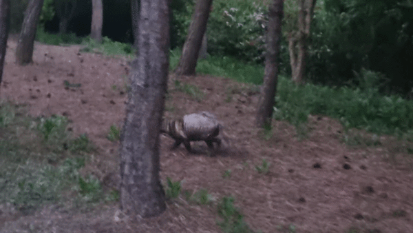 송도 도심 공원에서 발견된 '개선충' 감염 너구리 [자료 = 연합뉴스]
