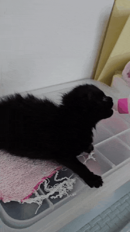 인공 수유로 분유 먹여 키운 에반이(인스타그램 heeeee_kite 제공) ⓒ 뉴스1