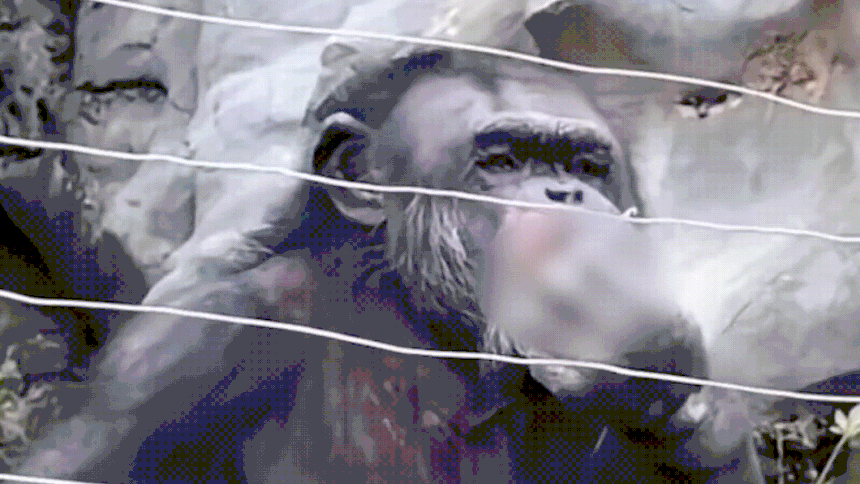 중국 광시성 좡족 자치구 난닝(南寧)동물원에서 수컷 침팬지 ‘더나드’가 흡연을 하고 있다. 더우인 캡처