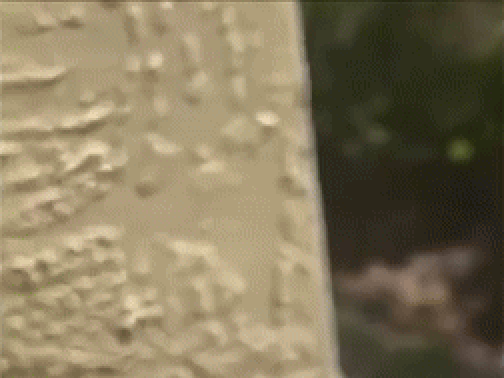 미국 플로리다주 탬파에서 자신의 집 근처를 지나던 11세 소녀를 땅에 눕히고 제압한 43세 남성이 폭행 혐의로 입건, 현장에서 체포됐다. 힐스버러 카운티 보안당국 제공