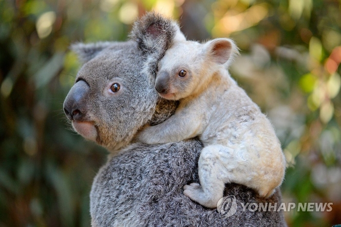 코알라 이미지