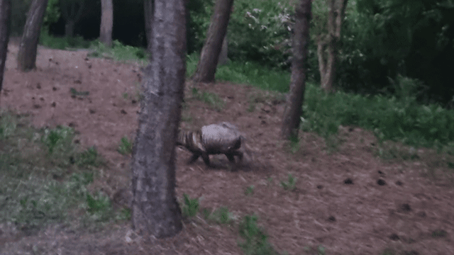 27일 인천 송도국제도시 도심 공원에 출몰한 개선충 감염 추정 너구리. 연합뉴스